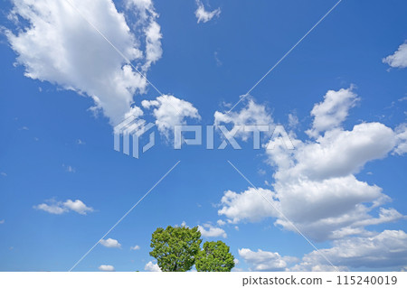 Clouds and trees in early summer Clouds and trees in early summer 115240019