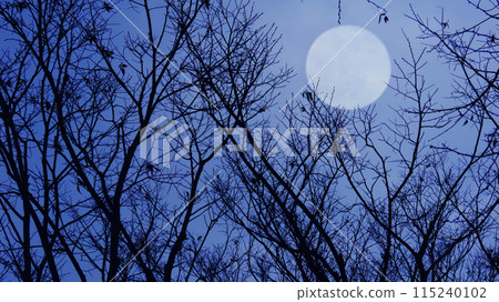 滿月閃耀在黑夜森林的輪廓中 滿月閃耀在黑夜森林的輪廓中 115240102