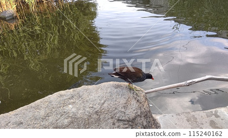 水邊麵包車 水邊麵包車 115240162