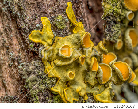 Moss formation on tree trunk Moss formation on tree trunk 115240168