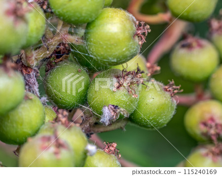 Cluster of green rowan fruits Cluster of green rowan fruits 115240169