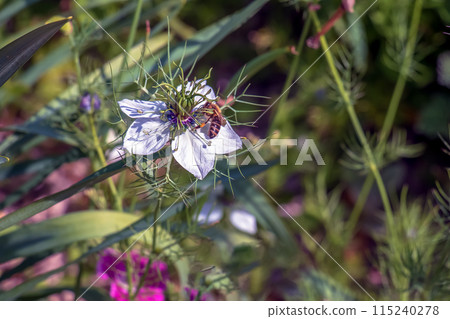 Delicate white Nigella sativa or love flower in mist, botanical background with copy space Delicate white Nigella sativa or love flower in mist, botanical background with copy space 115240278