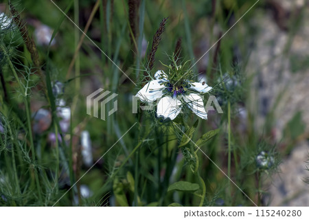 Delicate white Nigella sativa or love flower in mist, botanical background with copy space 115240280