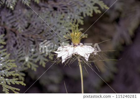Delicate white Nigella sativa or love flower in mist, botanical background with copy space Delicate white Nigella sativa or love flower in mist, botanical background with copy space 115240281