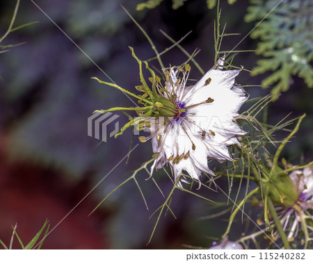 Delicate white Nigella sativa or love flower in mist, botanical background with copy space Delicate white Nigella sativa or love flower in mist, botanical background with copy space 115240282