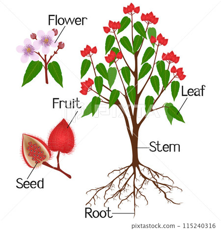 Parts of bixa orellana or anatto plant isolated on a white background. 115240316