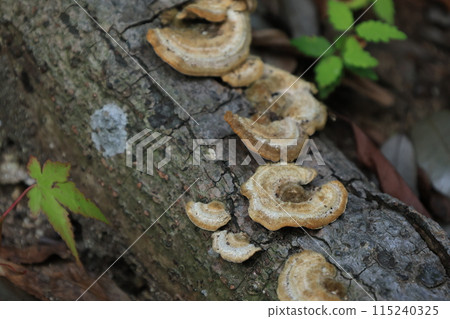Brown round mushroom growing on a tree 115240325