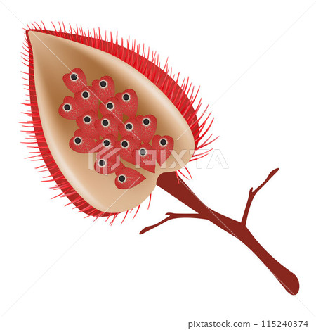 Bixa orellana fruit with seeds isolated on white. Bixa orellana fruit with seeds isolated on white. 115240374