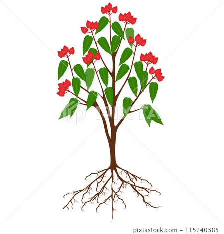 Bixa orellana or anatto tree with fruits on a white background. Bixa orellana or anatto tree with fruits on a white background. 115240385