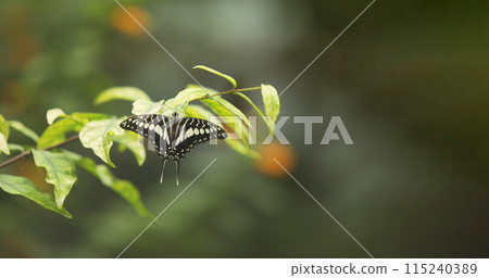 Yellow-stripped black tailed butterfly Royal Swallowtail on a green branch in the park. 115240389