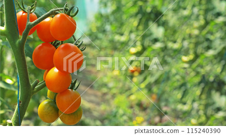 Cherry tomato harvest. Fresh tomato on a branch, eco-friendly growing of tomato at home in the garden 115240390