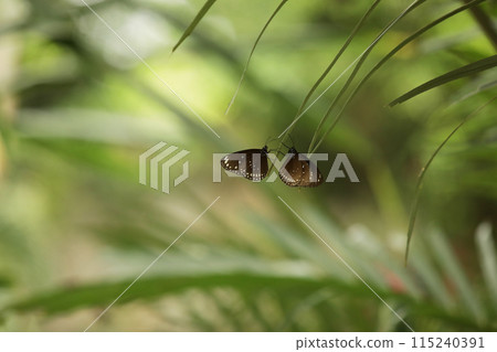 Malayan Eggfly butterfly on a branch in the park, beautiful natural background for text 115240391