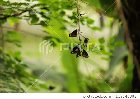 Malayan Eggfly butterfly on a branch in the park, beautiful natural background for text 115240392