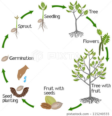 A growth cycle of pecan nut plant on a white background 115240555