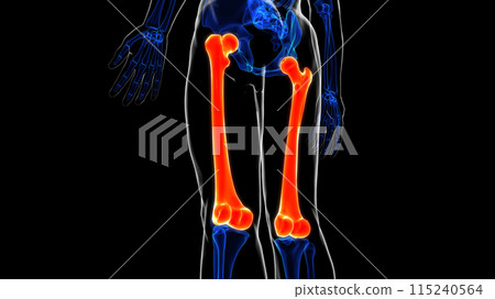 Femur bone anatomy for medical Concept 3D rendering 115240564