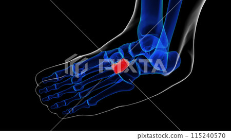 cuneiform bone foot bones anatomy for medical Concept 3D rendering cuneiform bone foot bones anatomy for medical Concept 3D rendering 115240570