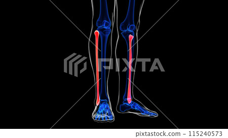 Human skeleton fibula bone anatomy 3D rendering for medical concept Human skeleton fibula bone anatomy 3D rendering for medical concept 115240573