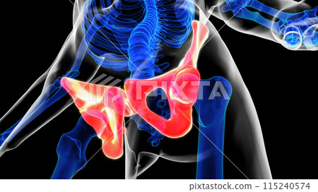 Human skeleton hip or pelvic bone anatomy 3D rendering for medical concept Human skeleton hip or pelvic bone anatomy 3D rendering for medical concept 115240574