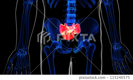 Human skeleton sacral bone anatomy 3D rendering for medical concept Human skeleton sacral bone anatomy 3D rendering for medical concept 115240575