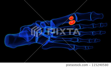 Sesamoid bone foot bones anatomy for medical...-插圖素材 [115240580] - PIXTA圖庫