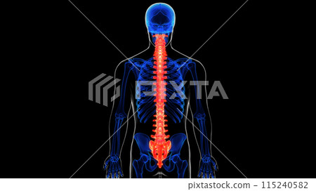 Vertebral column anatomy for medical concept 3D rendering Vertebral column anatomy for medical concept 3D rendering 115240582
