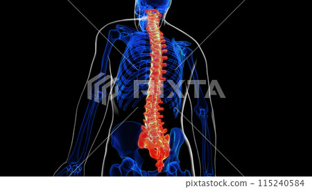 Vertebral column anatomy for medical concept 3D rendering 115240584