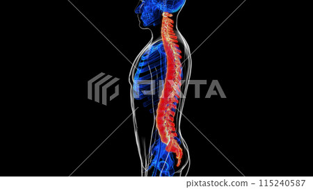 Vertebral column anatomy for medical concept 3D rendering 115240587