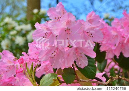 Azalea(Rhododendron) flowers Azalea(Rhododendron) flowers 115240766