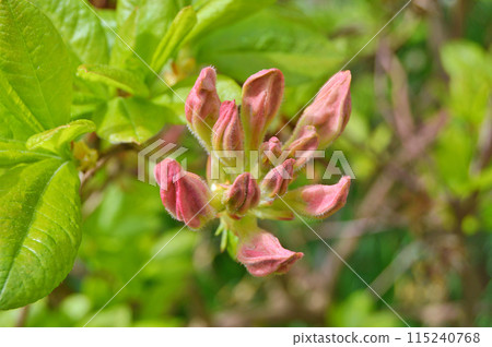 Azalea(Rhododendron) flowers Azalea(Rhododendron) flowers 115240768