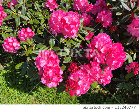 Azalea(Rhododendron) flowers Azalea(Rhododendron) flowers 115240777