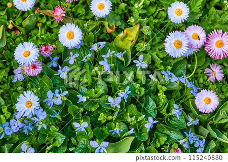 Cheerful flowers pink and white daisies, blue forget-me-nots on green meadow. Cheerful flowers pink and white daisies, blue forget-me-nots on green meadow. 115240880