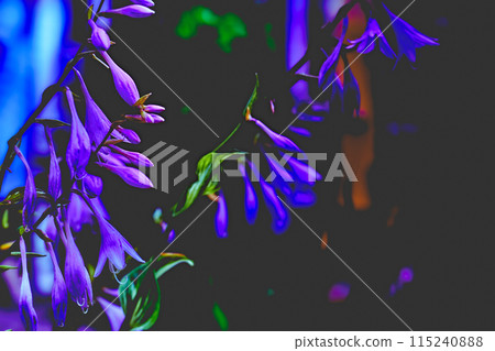 Mental health.Cute purple flowers bells in evening,night 115240888