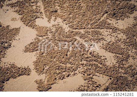 Crabs dug holes and left sand balls on the beach 115241281