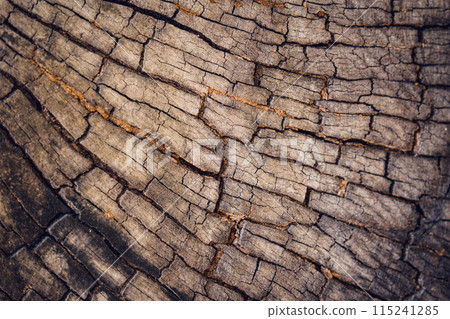 Tree trunk with dark nature hole and textured bark 115241285