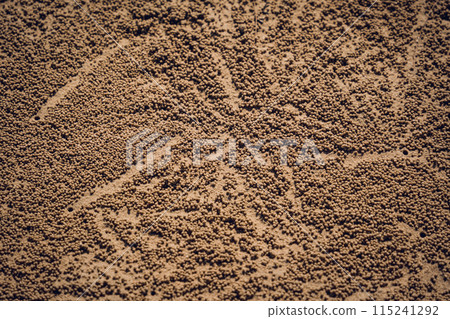 Crabs dug holes and left sand balls on the beach 115241292