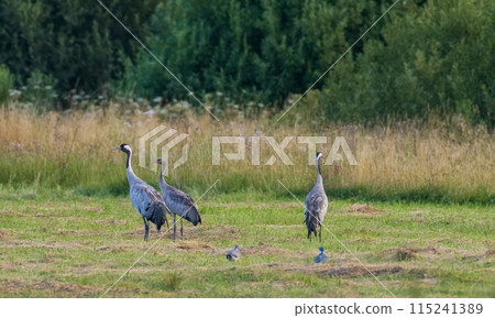 Cranes family (Grus grus) in summertime sunset light Cranes family (Grus grus) in summertime sunset light 115241389