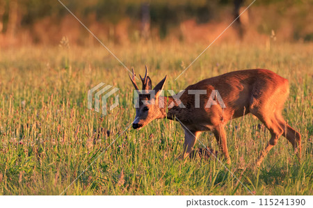 Roe Deer(Capreolus capreolus) male in autumn field Roe Deer(Capreolus capreolus) male in autumn field 115241390