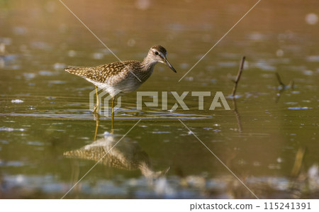 Wood Sandpiper (Tringa glareola) looking for food Wood Sandpiper (Tringa glareola) looking for food 115241391