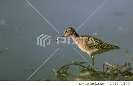 Wood Sandpiper (Tringa glareola) looking for food Wood Sandpiper (Tringa glareola) looking for food 115241393