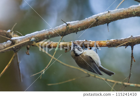 European Crested Tit(Lophophanes cristatus) sitting on branch 115241410