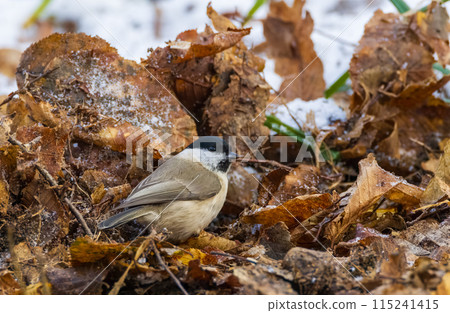 Marsh tit (Poecile palustris) closeup in wintertime 115241415