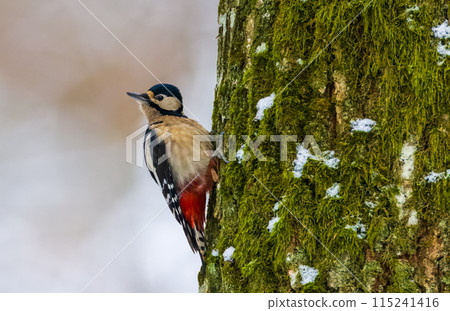 Great spotted woodpecker (Dendrocopos major) looking at camera 115241416