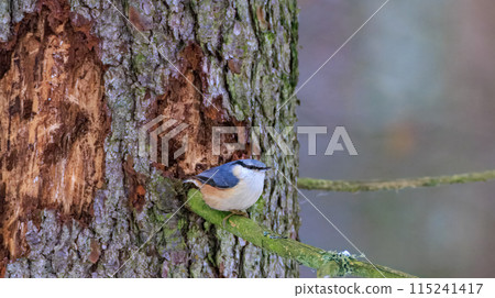 Eurasian Nuthatch on spruce tree in winter 115241417