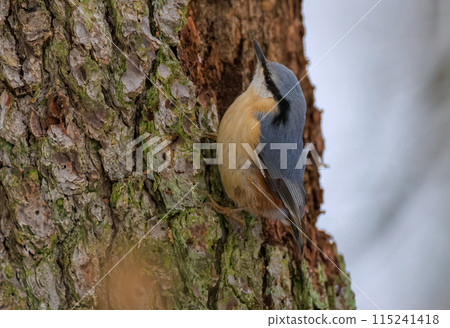 Eurasian Nuthatch on spruce tree in winter Eurasian Nuthatch on spruce tree in winter 115241418