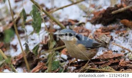 Eurasian nuthatch on ground in autumn Eurasian nuthatch on ground in autumn 115241419