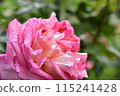 Roses wet with raindrops 115241428