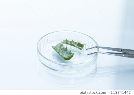 Pieces of aloe leaf lie in a petri dish on a glossy white surface, next to a metal tweezers, close-up, selective focus. Pieces of aloe leaf lie in a petri dish on a glossy white surface, next to a metal tweezers, close-up, selective focus. 115241442