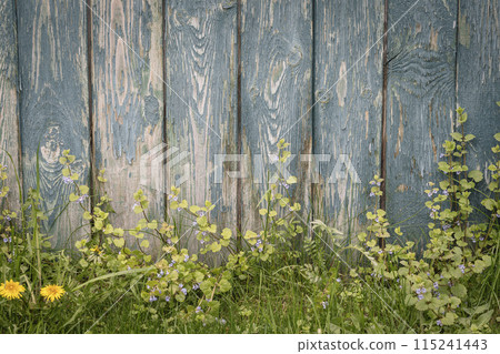 Old wooden wall with peeling blue paint and grass at its foot, vintage summer background, copy space. 115241443
