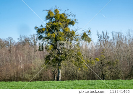 A green tree with mistletoe in countryside under clear blue sky symbolizes peaceful rural landscape 115241465