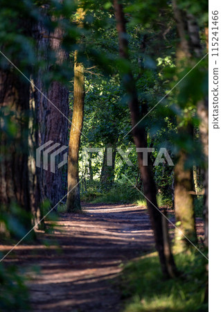 Tranquil forest path illuminated by the gentle sunlight filtering through the trees 115241466